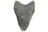 Serrated, Fossil Megalodon Tooth - South Carolina #190242-1